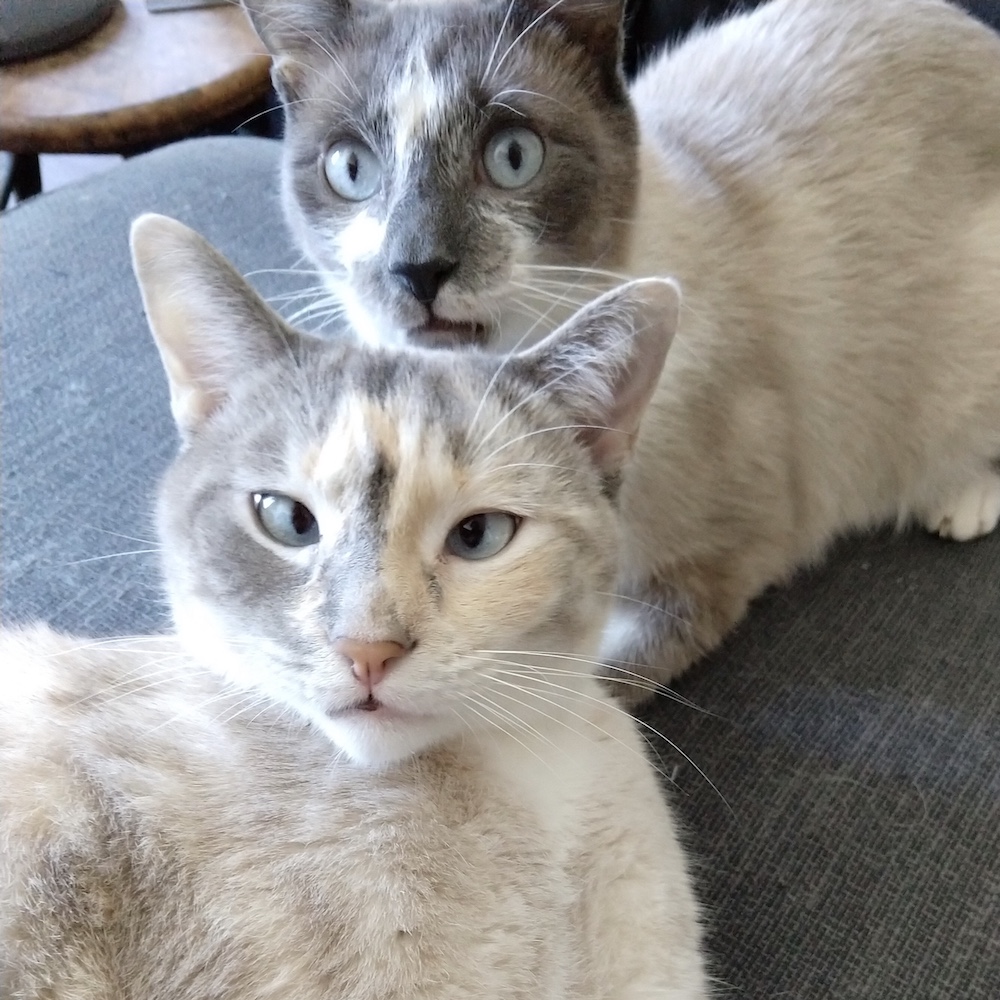 Photograph of two Siamese cats